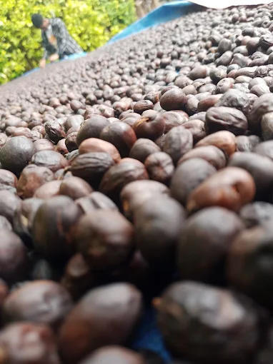 Yirgacheffe Coffee