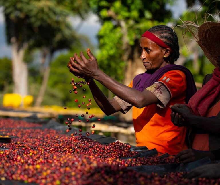 Guji Coffee