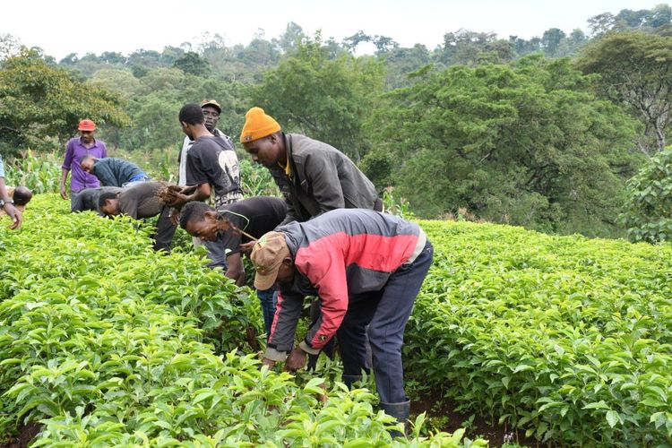 Coffee Farm