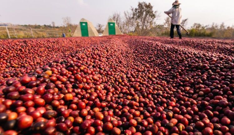 Coffee farm 1
