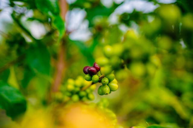 Coffee farm 4