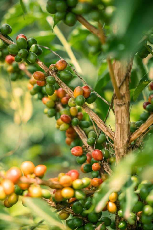 Coffee farm 3